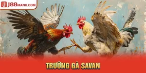 Trường gà Savan