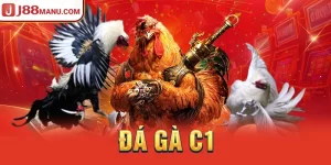 Đá gà C1