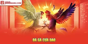 Đá gà cựa dao